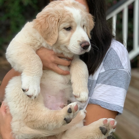 Meet your Posher, Sandy - Picture 1 of 1